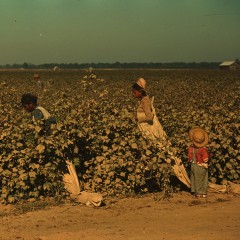 Marion Post Wolcott, Day laborers picking cotton near Clarksdale, Mississippi Delta, 1939 