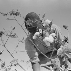Russell Lee, Picking Cotton, Lake Dick Project, 1938